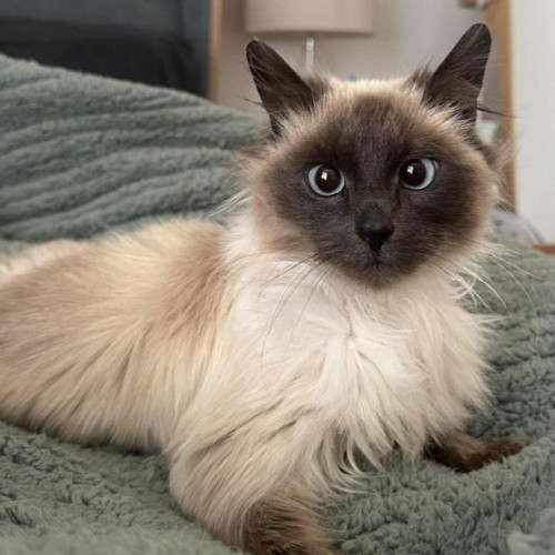 Alinta **2nd Chance Cat Rescue**