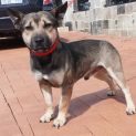Photo of Bucky