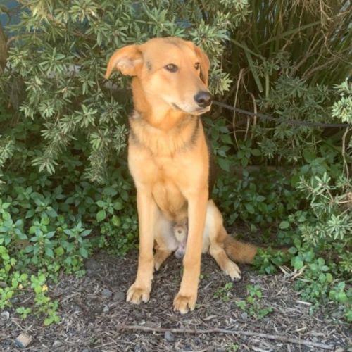 Jasper (on adoption trial)