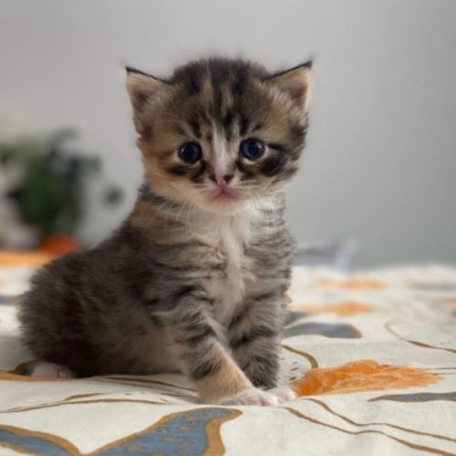 No photo for Peach