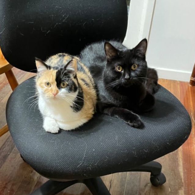 Photo of Callie And Bear