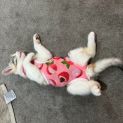 Photo of Maple