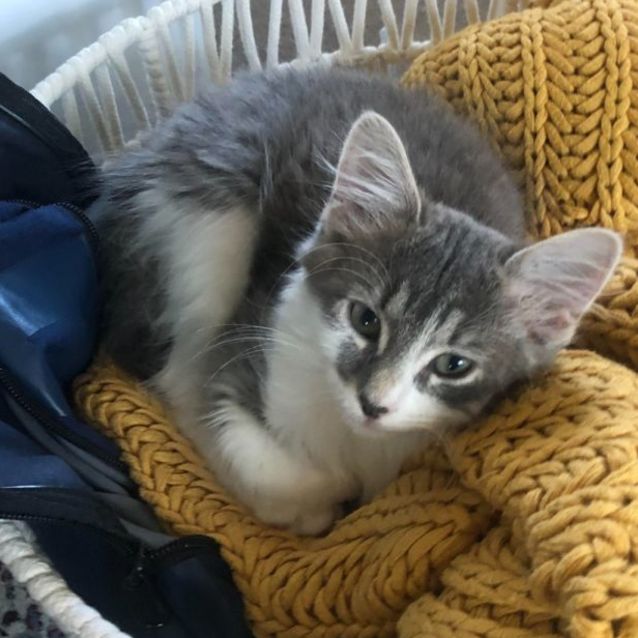 Photo of Chungus (Located In Hawthorn)