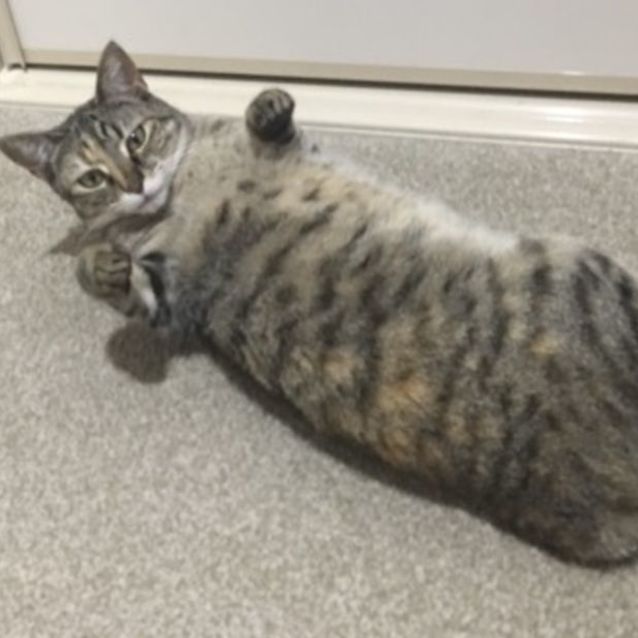 Photo of Astrid