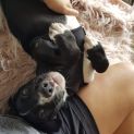 Photo of Chico
