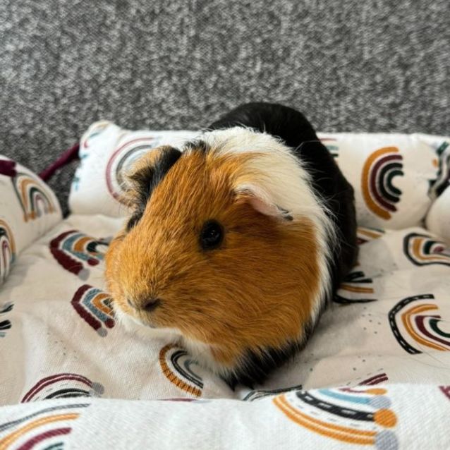 Photo of Henry (Located In Blackburn South)