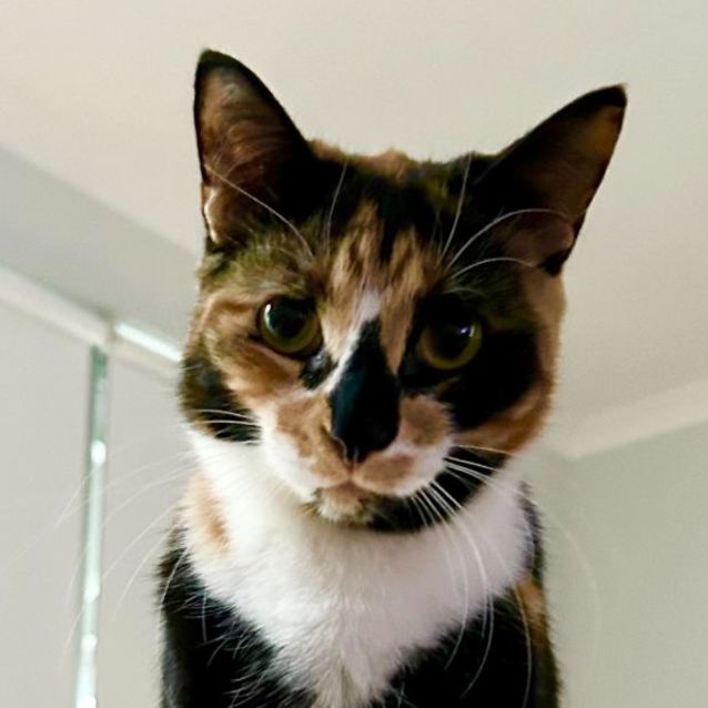 Photo of Waffle & Pikelet 🌸🐈‍⬛