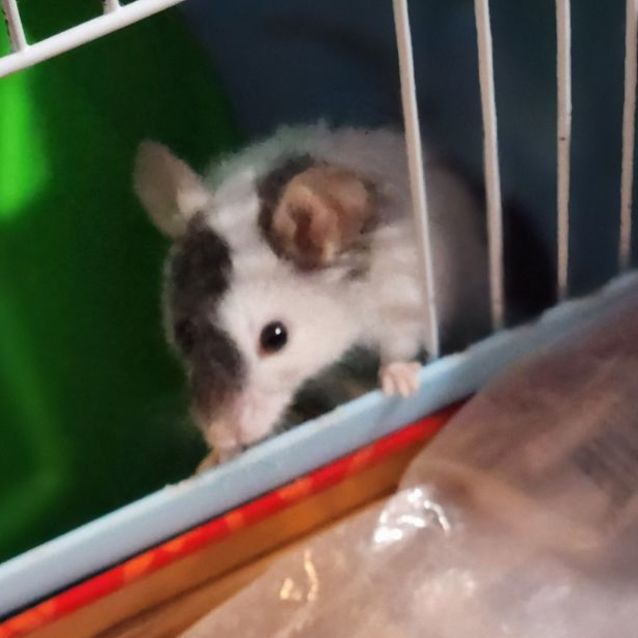 Photo of Julius Cheeser