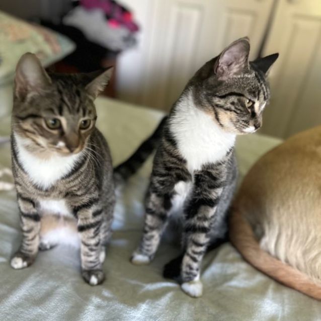 Photo of Lisa And Olympia. **2nd Chance Cat Rescue**