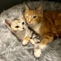 Photo of Charizard (Chari) **2nd Chance Cat Rescue**