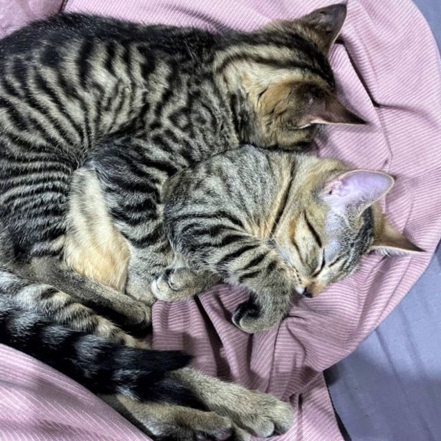 Photo of Lou Lou & Lemon ^^Dandy Cat Rescue^^