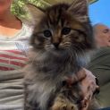 Photo of Scarlett**2nd Chance Cat Rescue**