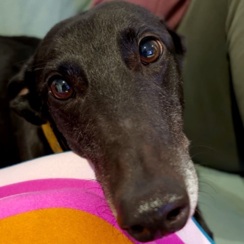 Chilli, the Cat Friendly Greyhound