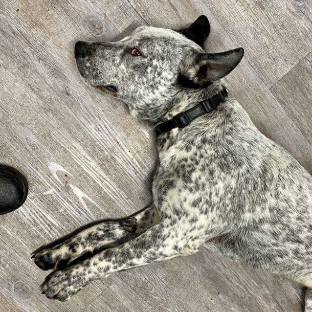 Photo of Buzz