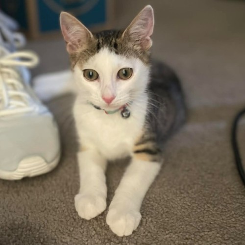 No photo for Arrowroot 