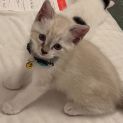 Photo of Marsh Meowlow