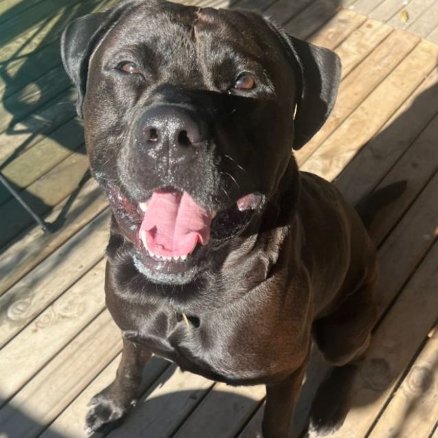 Bocce dog clearance