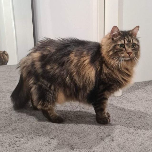 Photo of Cooper And Smudge   Bonded Brothers