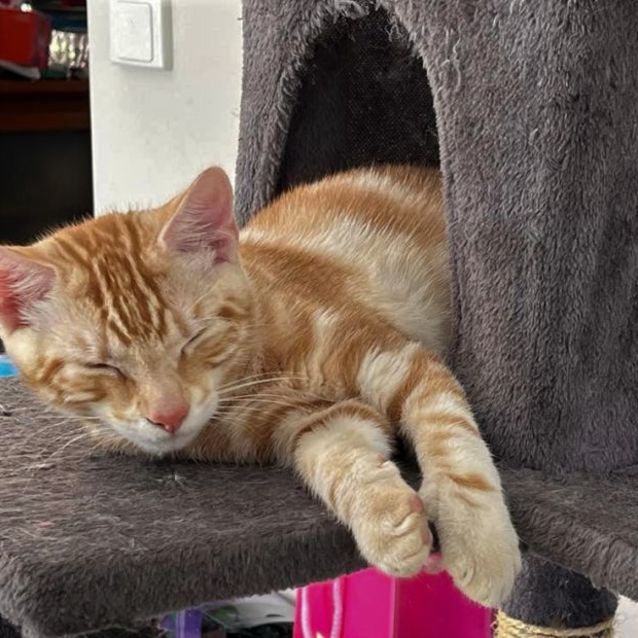 Photo of Malachite ^^Dandy Cat Rescue^^