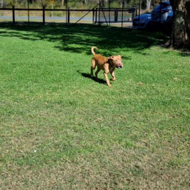Photo of Chip