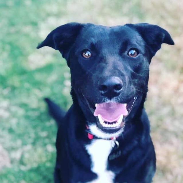 Emma Large Female Labrador Mix Dog in QLD PetRescue