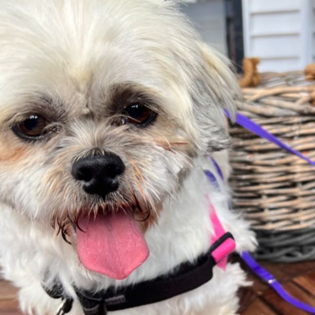 Lulubelle - Small Female Dandie Dinmont Terrier x Shih Tzu Mix Dog in ...