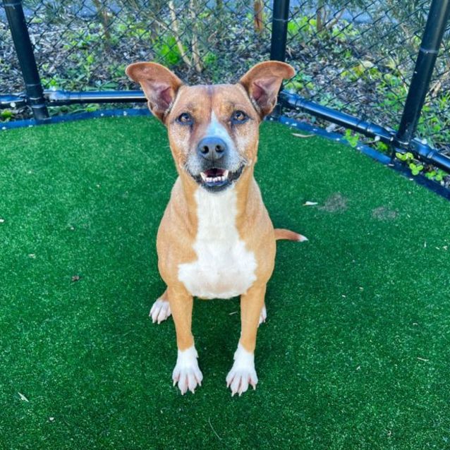 Photo of Bambi Imp 723