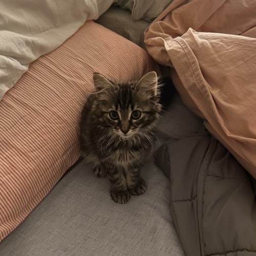 Squeak