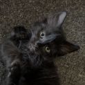 Photo of Onyx ** 2nd Chance Cat Rescue**