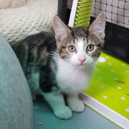 Bush Radical **2nd Chance Cat Rescue**