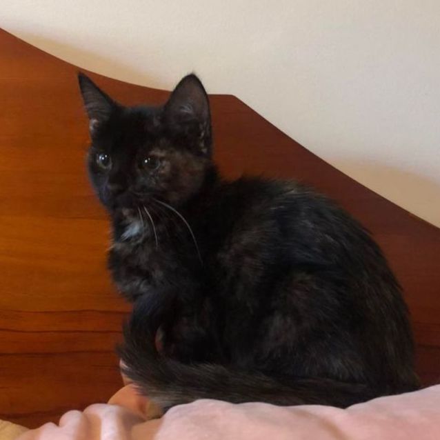 Photo of Sofie**2nd Chance Cat Rescue**