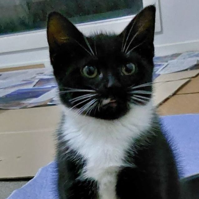 Photo of Luna