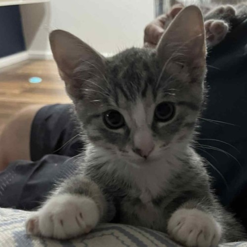 Murphy 💙💙💙🐾