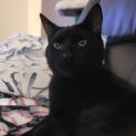 Photo of Mars **2nd Chance Cat Rescue**