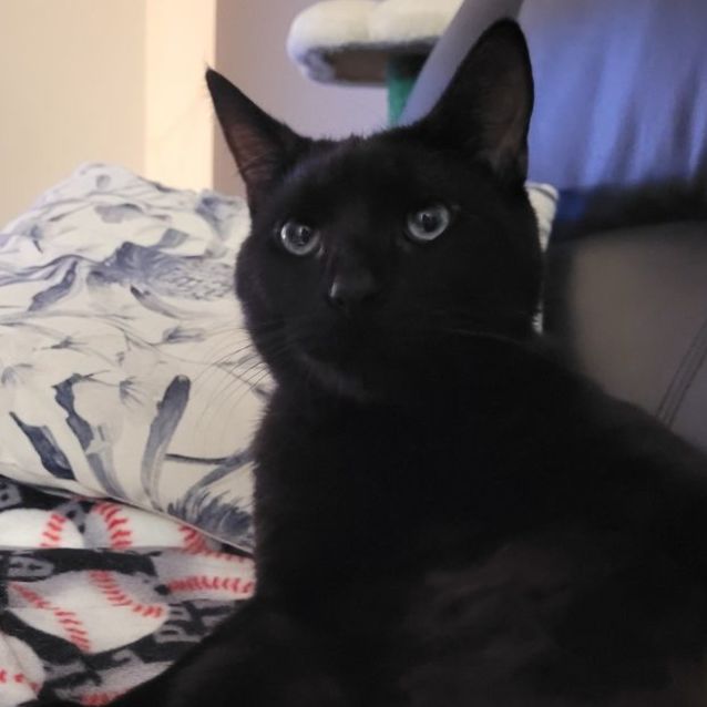 Photo of Mars **2nd Chance Cat Rescue**