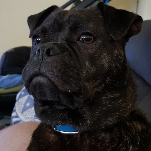 Pugzley *Assisted rehome*