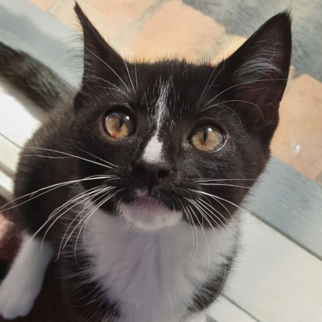 Photo of Dot ^^Dandy Cat Rescue^^