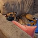 Photo of Mara