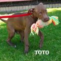 Photo of Toto