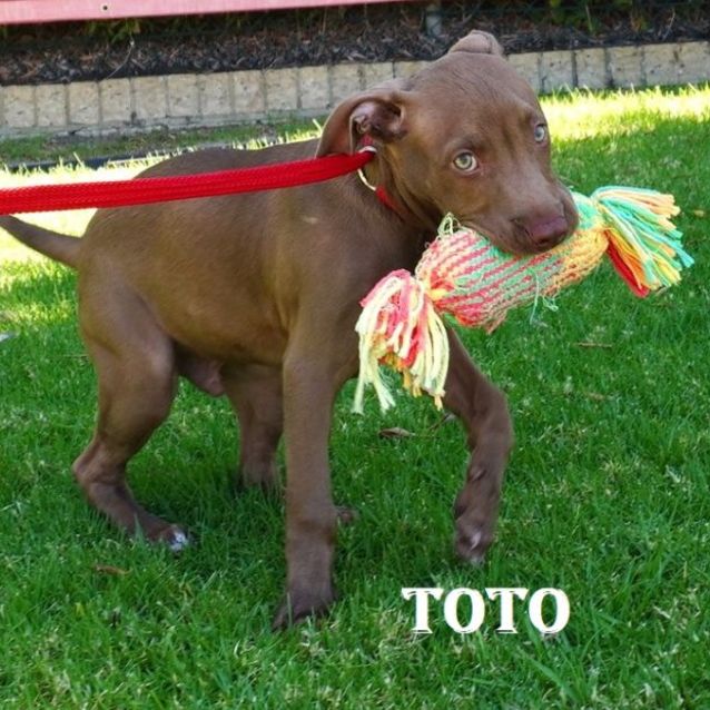 Photo of Toto