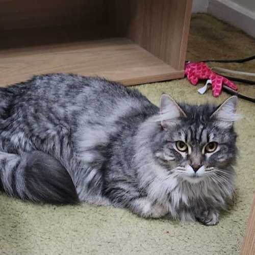 Charlotte & Scarlett 🌷🌷