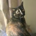 Photo of Daisy
