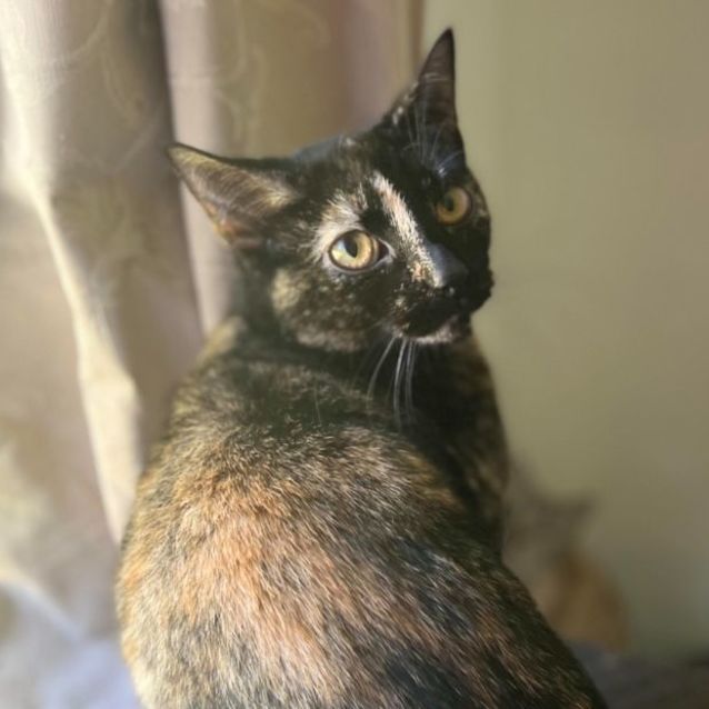 Photo of Daisy