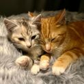 Photo of Digglet **2nd Chance Cat Rescue**
