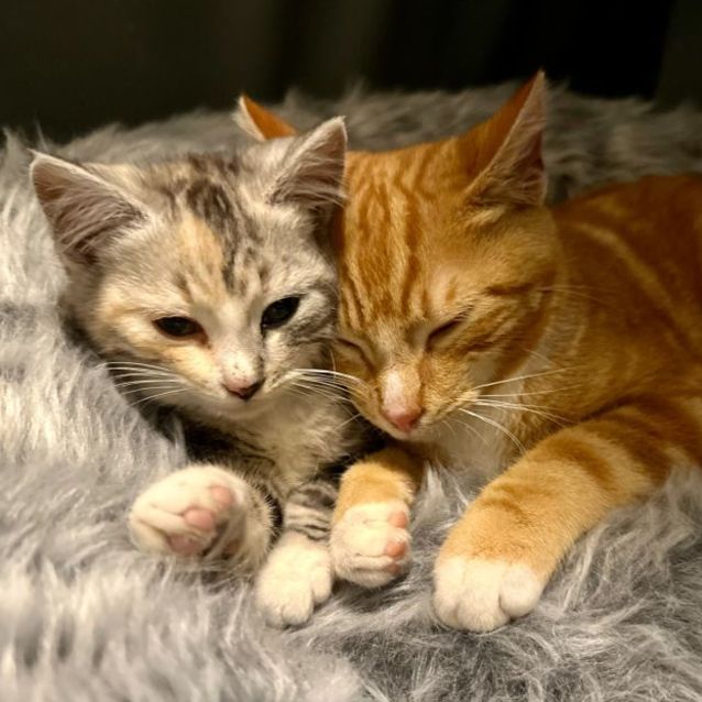 Photo of Digglet **2nd Chance Cat Rescue**