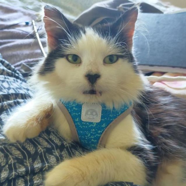 Photo of Darla (Located In Sunshine)