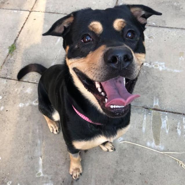 Photo of Chayse Db551