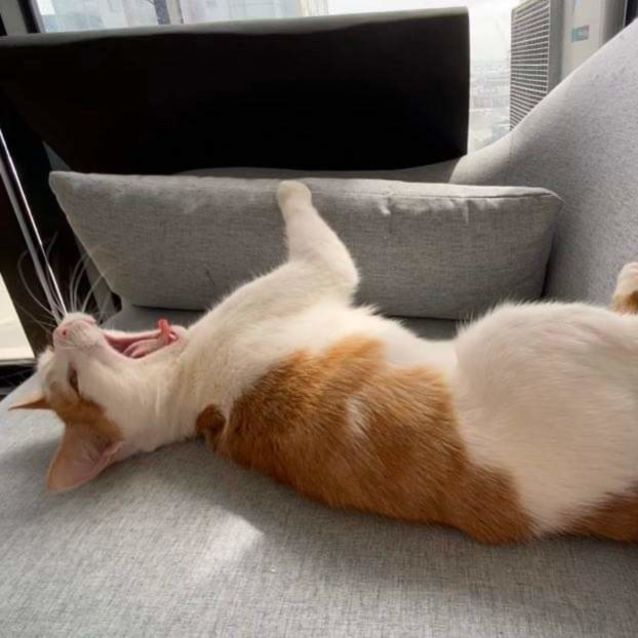 Photo of Rory (Located In Docklands)