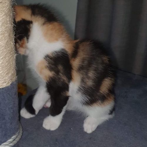 No photo for Nyah