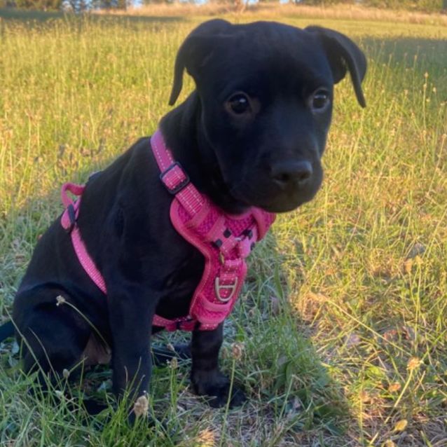 Photo of Velvet
